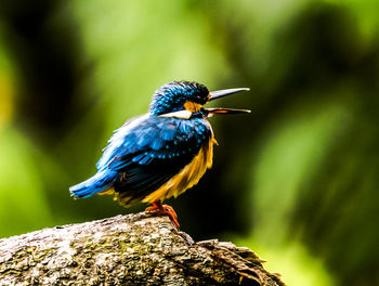 Close-up of bird perching on a branch
