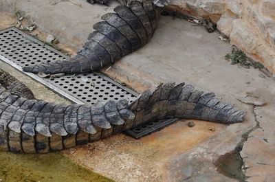 High angle view of crocodile