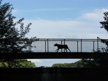 Low angle view of silhouette man on bridge against sky