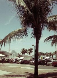 palm tree