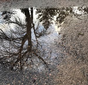 Reflection of tree in puddle