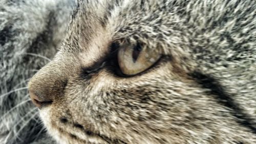 Close-up of cat sleeping