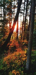 Trees in forest during autumn