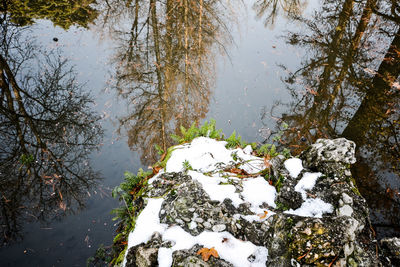 Trees by lake during winter