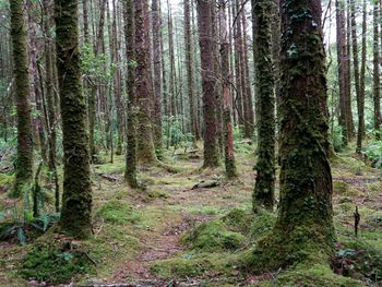 Pine trees in forest