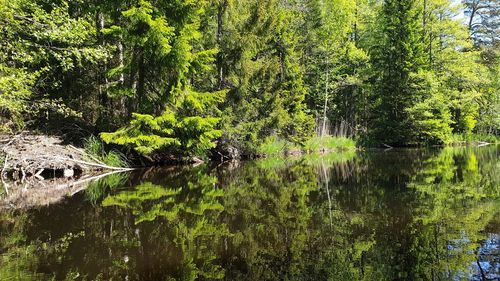 Scenic view of lake in forest