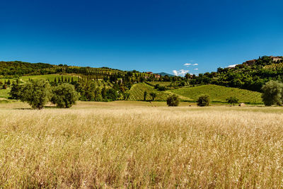 Scenic view of field against clear blue sky