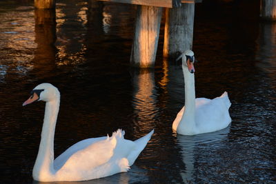 Swans swimming in lake