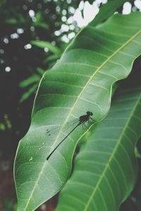 Close-up of insect on leaf