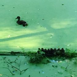 Ducks swimming in sea