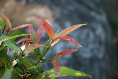 Close-up of wet plant