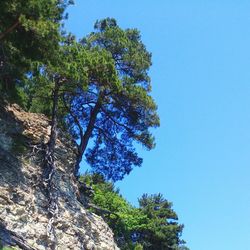 Low angle view of tree against blue sky