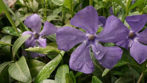 Close-up of purple flowers