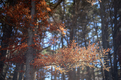 Low angle view of trees in forest during autumn