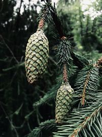 Close-up of pine cone on tree