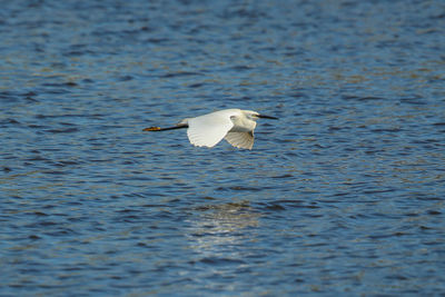 Seagull flying over lake