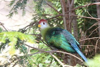 Close-up of birds perching on branch