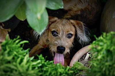 Close-up portrait of dog