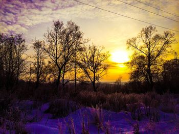 Silhouette of trees at sunset