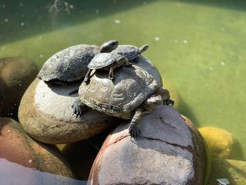 Close-up of turtle in a lake