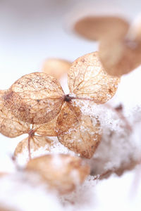 Close-up of ice cream on dry leaves