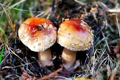 Close-up of fly agaric mushroom on field