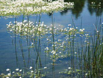 Close-up of flowering plants by lake