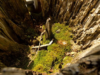 Tree trunk in forest
