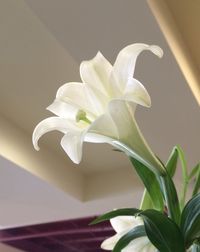Close-up of white flowers