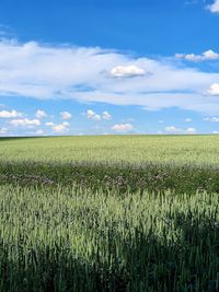 Scenic view of agricultural field against sky