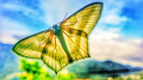 Close-up of butterfly on leaf against sky