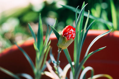 Close-up of red berries on plant