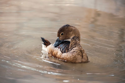 Duck swimming in lake