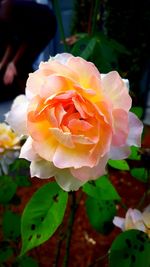 Close-up of rose blooming outdoors