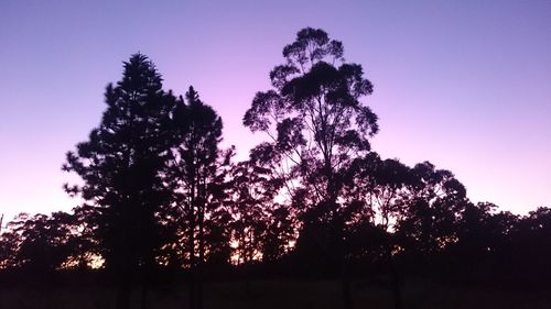 Low angle view of silhouette trees against sky at sunset