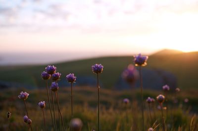 Close-up of purple flowering plants on field against sky