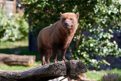 Portrait of animal on tree. forest dog speothos venaticus canine land predators