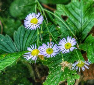 Close-up of purple flowering plants