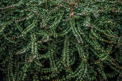 Full frame shot of pine tree