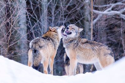 Wolf on frozen tree in forest during winter