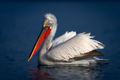 Close-up of pelican