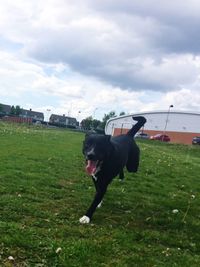 Dog on field against sky