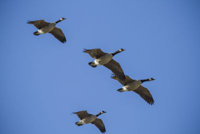 Low angle view of seagulls flying