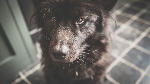 Close-up portrait of black dog