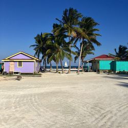 Palm trees on beach by houses against clear blue sky