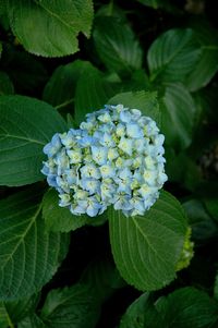 Close-up of hydrangea blooming outdoors