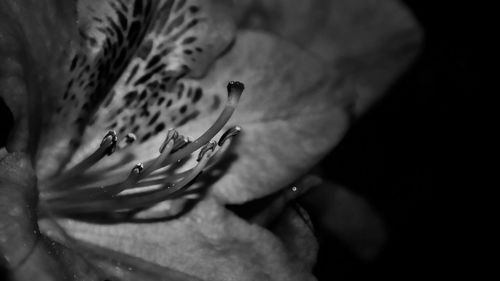 Close-up of flower blooming outdoors