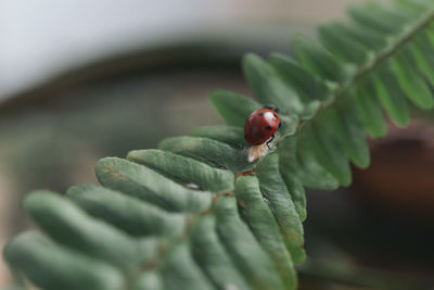 Close-up of ladybug on leaf