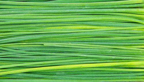 Full frame shot of green leaf