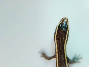 Close-up of skink against white background